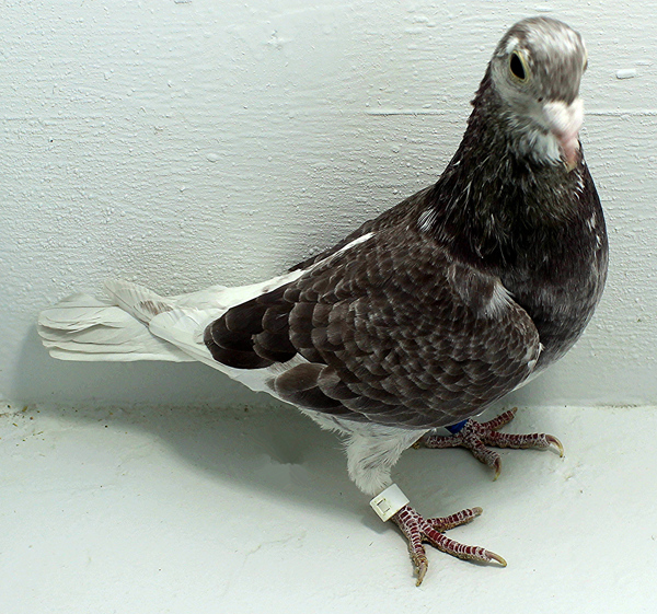 Band: 6838 IPB B 2025